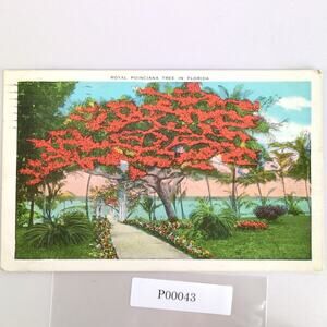 Vintage 1934 Linen Postcard Royal Poinciana Tree Florida Tropical St Pete